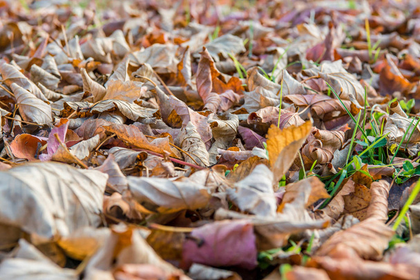Hojas de otoño de color amarillo que yacen sobre la hierba
 - Foto, Imagen