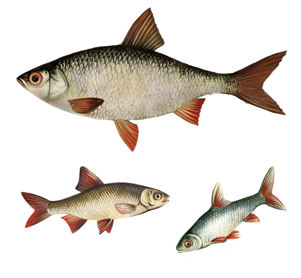 Ruff. Common rudd fresh-water fish - Zdjęcie, obraz