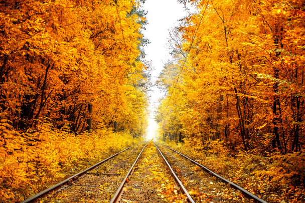 Ferrocarril saliendo en la niebla entre el bosque de otoño
. - Foto, imagen