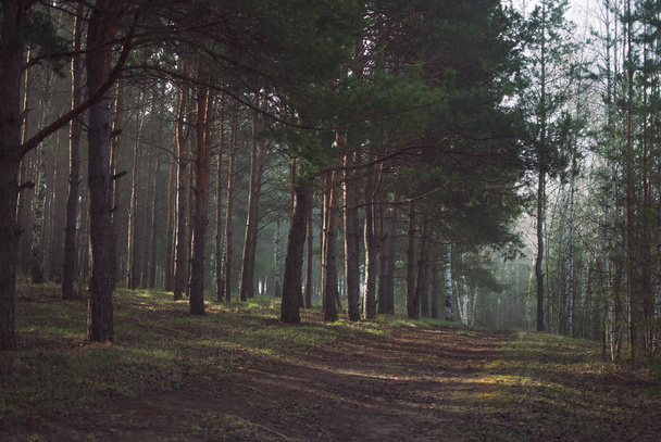 Lines in the misty forest - Zdjęcie, obraz