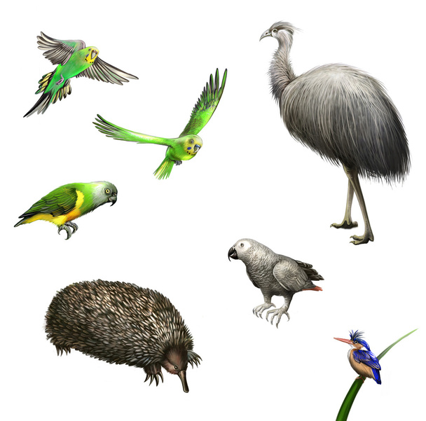Ostrich Emu, budgies,Grey Parrot, green Parrot, echidna. Australian birds and animal. - Valokuva, kuva