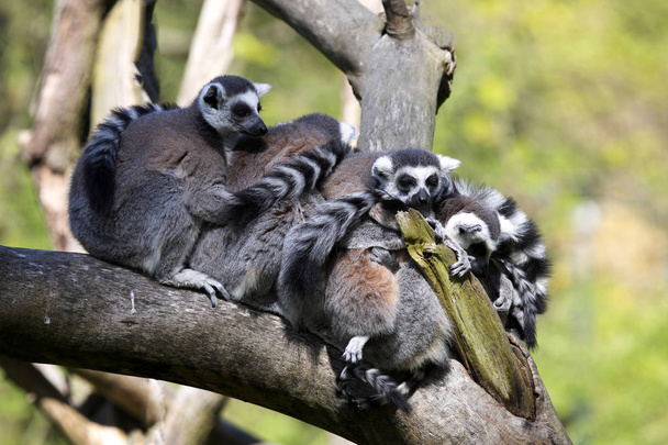 Група жіночий Ring-tailed Lemur, Лемур Catta, відпочивав на дереві - Фото, зображення