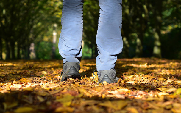 Un homme marche sur un tapis de feuilles tombées dans une clairière ensoleillée dans un bois un jour d'automne
 - Photo, image