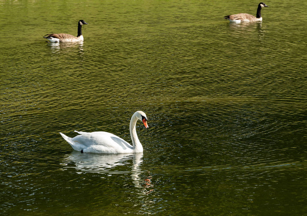 One white mute swan (Cygnus olor) swim on a green lake - Photo, Image