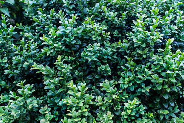 Texture with lavish green shiny foliage. Top view of decorative garden plants. Good for background. - Φωτογραφία, εικόνα
