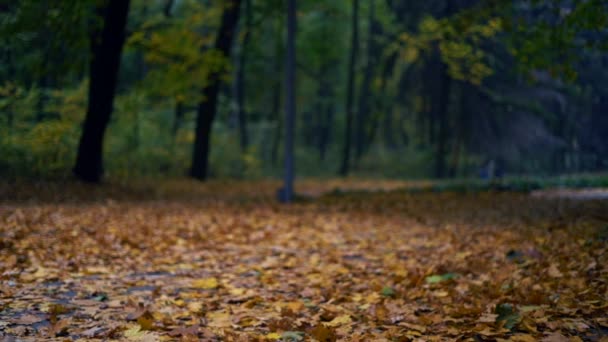 Őszi levelek alá a lassú mozgás - Felvétel, videó