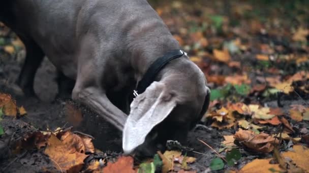 Movimiento lento de una raza de perros de caza Weimaraner (fantasma de plata) cavando un agujero en el suelo en el bosque
 - Metraje, vídeo
