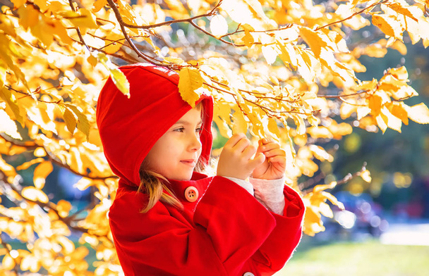 Çocuk sonbahar ile kırmızı paltolu bırakır. Sonbahar seviyorum. Seçici odak. Doğa. - Fotoğraf, Görsel
