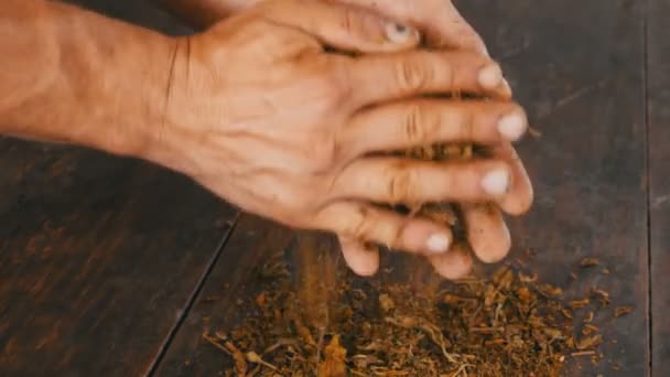 Miesten kädet rutistaa kuivia tupakan lehtiä pöydälle
 - Materiaali, video