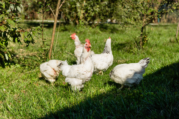 rebanho de galinhas brancas adoráveis andando no prado gramado na fazenda
 - Foto, Imagem