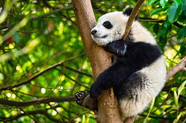 Ours panda géant en Chine
 - Photo, image