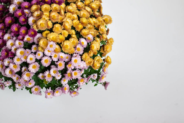 Bouquet of chrysanthemum flowers on white background with blank space. - Photo, image