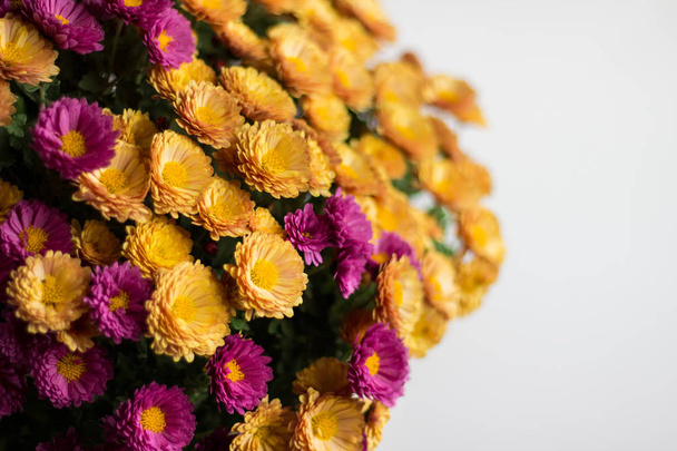 Close up of colorful chrysanthemum flowers on white background with blank space. - 写真・画像