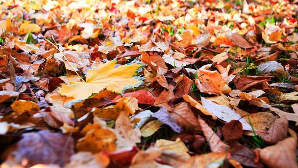 Gelbes Herbst-Ahornblatt isoliert auf farbigem Hintergrund. - Foto, Bild