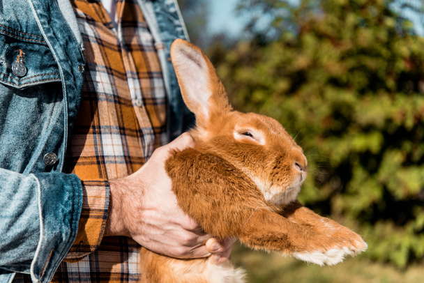 Teilansicht eines Landwirts mit braunem Kaninchen im Freien  - Foto, Bild