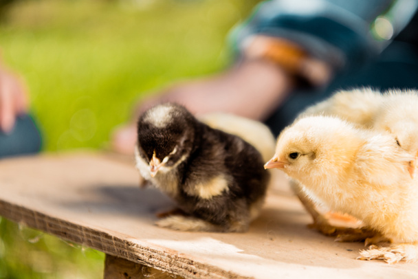selective focus of adorable baby chicks on wooden board and male farmer behind outdoors  - Fotografie, Obrázek