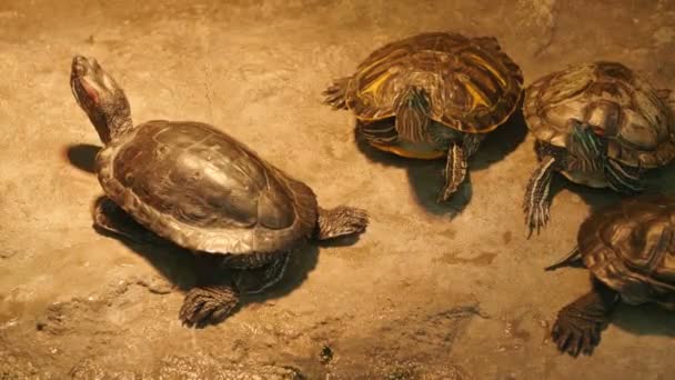 Group of turtles runs away in different directions. - Metraje, vídeo