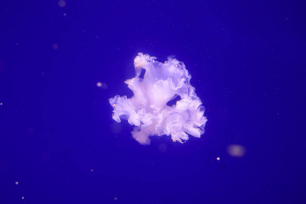 Many jellyfish in the water. Underwater world - Zdjęcie, obraz