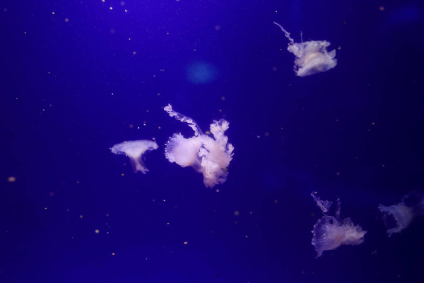Many jellyfish in the water. Underwater world - Zdjęcie, obraz
