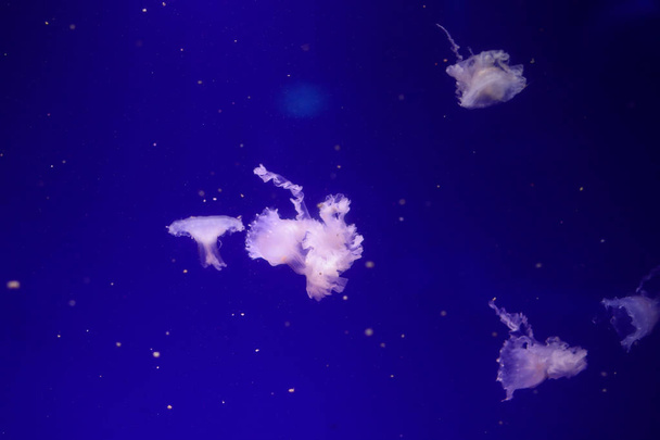 Many jellyfish in the water. Underwater world - Foto, afbeelding
