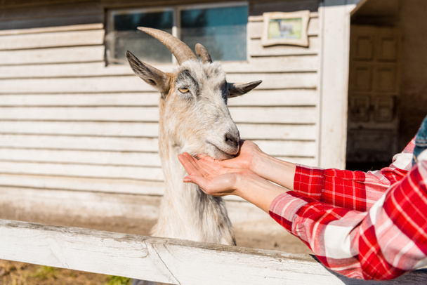cropped image of woman feeding goat by grass near wooden fence at farm - Photo, Image
