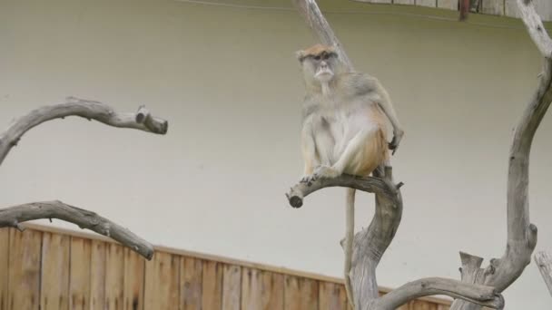 Funny monkey sitting on a dry branch in the zoo. - Πλάνα, βίντεο