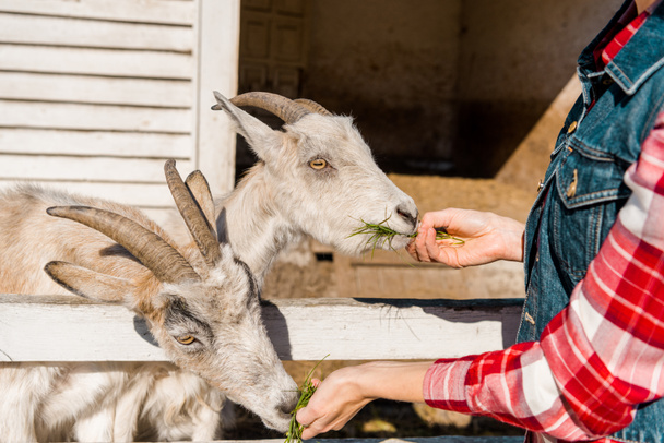 partial view of female farmer feeding goats by grass near wooden fence at ranch - Φωτογραφία, εικόνα