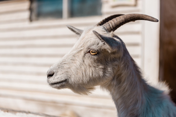 close up portrait of beautiful goat grazing at farm  - Foto, Imagem