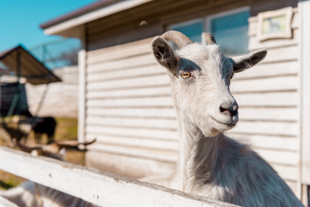 selective focus of goat grazing near wooden fence at farm  - Fotografie, Obrázek