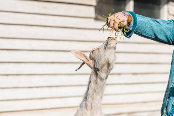 imagen recortada del agricultor macho alimentando cabra con hierba cerca de valla de madera en la granja
  - Foto, Imagen