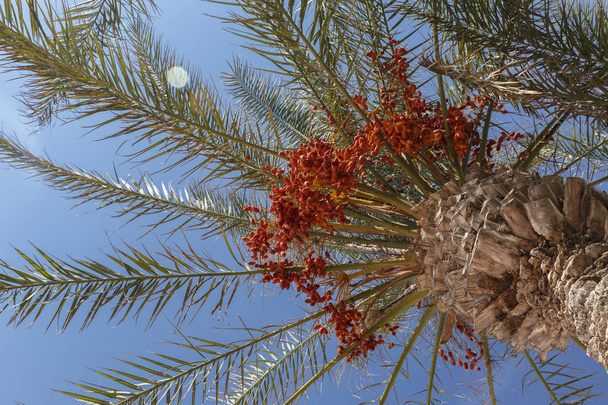 Palme mit Dattelfrüchten gegen den blauen Himmel - Foto, Bild