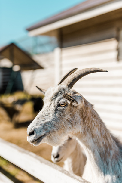 close up view of goat grazing near wooden fence at farm  - Fotoğraf, Görsel