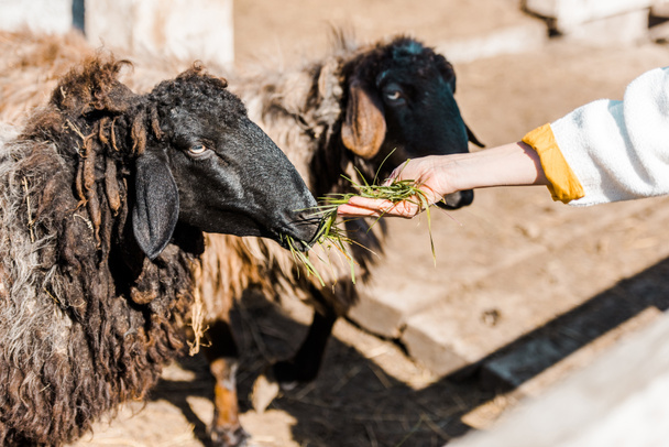 cropped image of female farmer feeding black sheep by grass at ranch - Foto, afbeelding