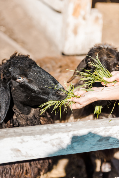 vue partielle de l'agriculteur femelle nourrissant des moutons noirs par l'herbe à la ferme
 - Photo, image