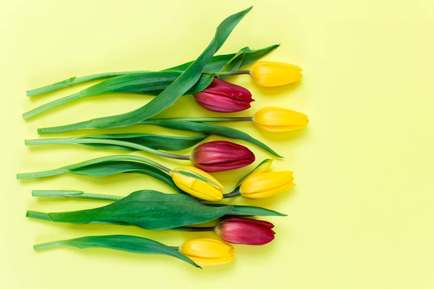 Yellow and red tulips on yellow vibrant color background with copy space. - Фото, изображение