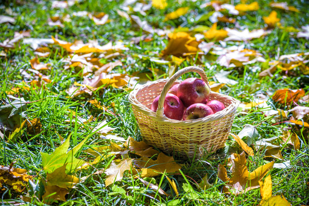 rote Äpfel auf dem Gras in einem Korb liegen seitlich. Herbsterntekonzept - Foto, Bild