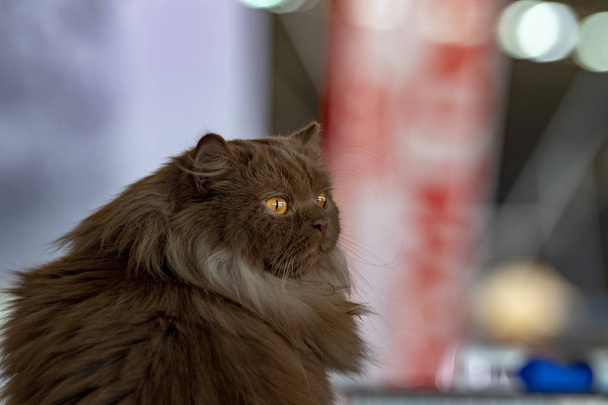 Retrato de gato siberiano mirándote
 - Foto, Imagen
