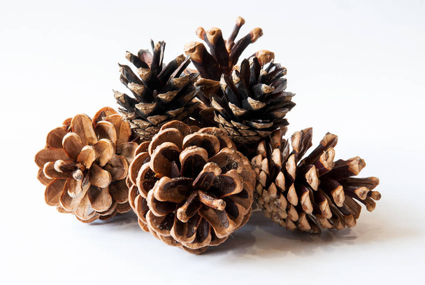 Pine cones isolated on white background. - Фото, изображение