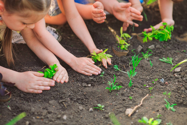 Children's hands planting young tree on black soil together as the world's concept of rescue - Fotoğraf, Görsel