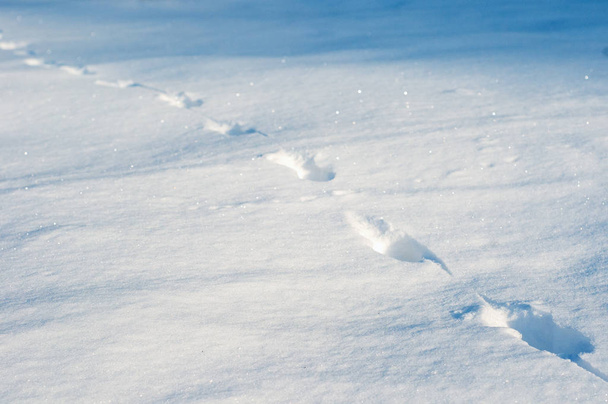 Voetafdrukken in de diepe sneeuw als textuur... verse dierlijke sporen op een verse sneeuwjacht op een zonnige dag. - Foto, afbeelding