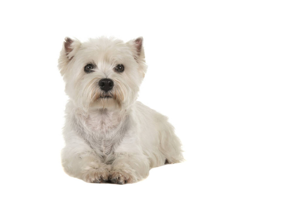 West highland white terrier or westie dog lying down looking at the camera seen from the front isolated on a white background - Photo, Image