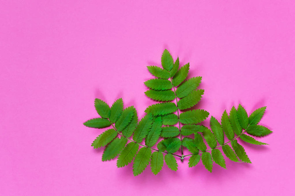 Branch of rowan tree with healthy leaves on pink background. Photo with blank space. - Foto, Imagen