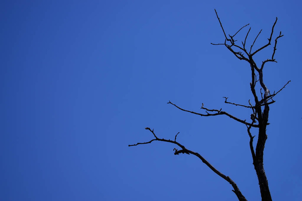 Mysterious scary black dry tree against the dark blue sky. Spooky background with copy space. - Zdjęcie, obraz