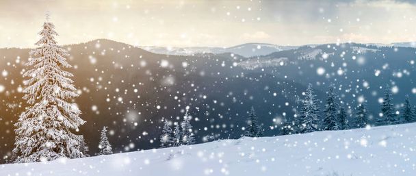 Paisagem de montanha de inverno com pinheiros cobertos de neve
 - Foto, Imagem