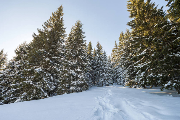 Mooie winter fairy tale berglandschap. Rijen van donkere groene fir-bomen bedekt met dikke sneeuw. Eenzaam pad in bos onder heldere blauwe hemel op zonnige koude dag. Christmas wenskaart. - Foto, afbeelding