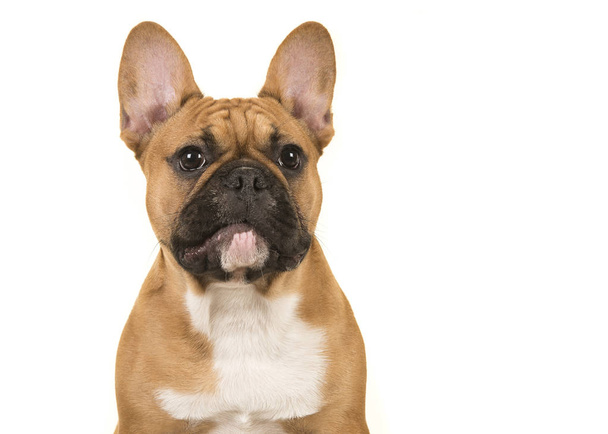 Portrait of a french bulldog looking away isolated on a white background - Fotó, kép