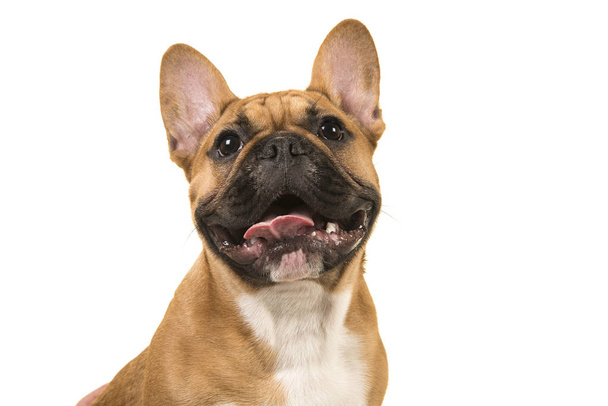 Porträt einer französischen Bulldogge, die mit offenem Mund lächelt und isoliert auf weißem Hintergrund nach oben schaut - Foto, Bild