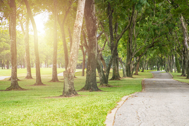 Old pathway and beautiful orchid trees track for running or walking and cycling in the park on green grass field on the side of the golf course. Sunlight and flare concept. - Φωτογραφία, εικόνα