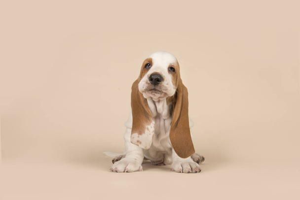 Basset tazı köpek kafa ile oturma sevimli bir krem arka plan üzerinde dik - Fotoğraf, Görsel