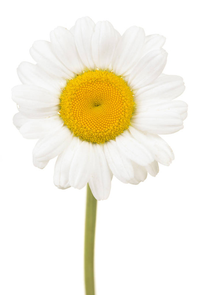 Gran cabeza de flor de margarita blanca con tallo aislado sobre un fondo blanco
 - Foto, Imagen